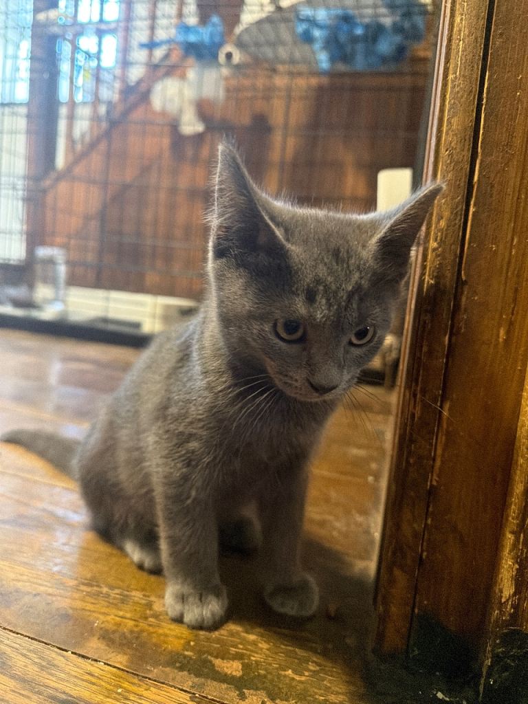 Maine Coone Ragdoll kittens  