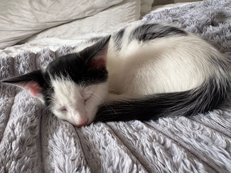White & Black Male Kitten 