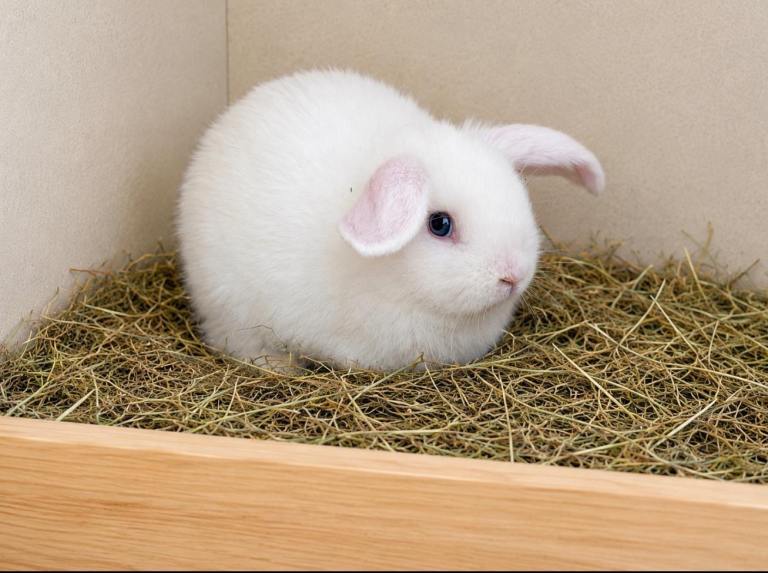 Gorgeous white bunny with blue eyes for sale