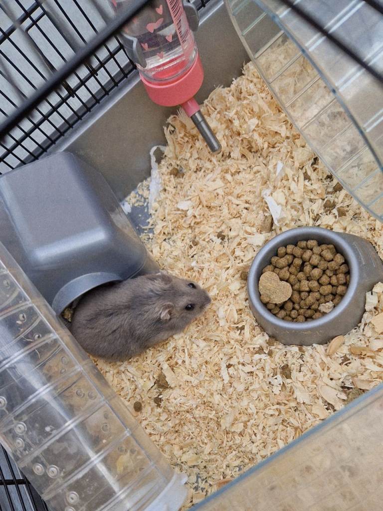Hamster cage and food and all accessories 