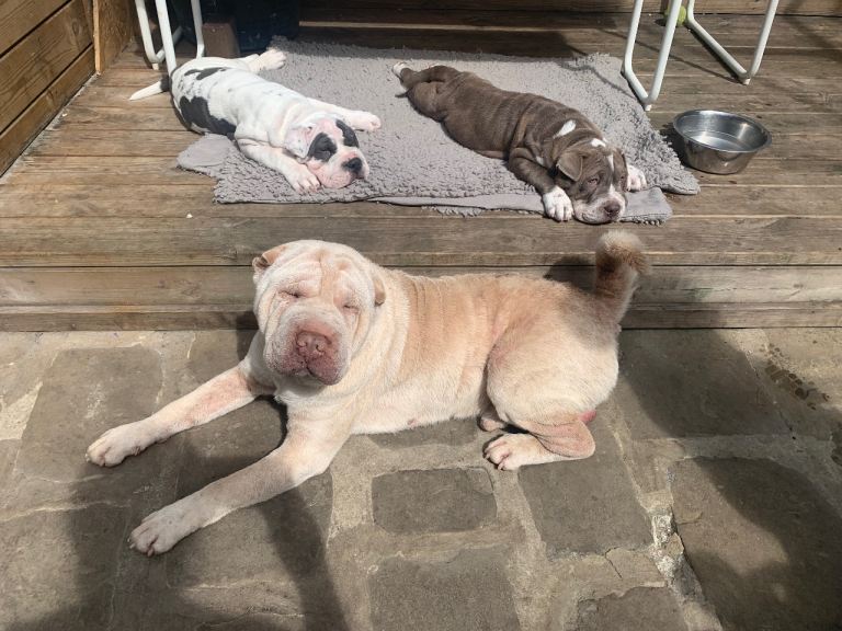 Shar pei/bulldog puppies 