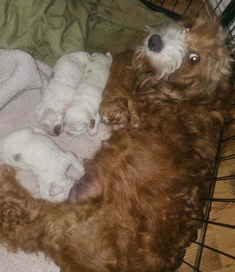 Cockapoo F2 Puppies
