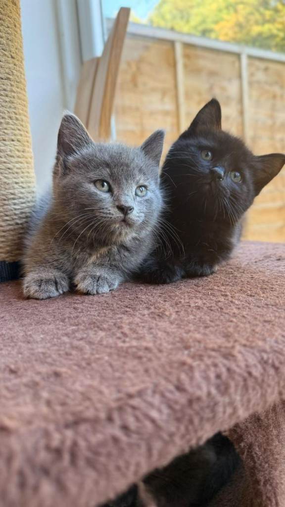 Bsh mix kittens