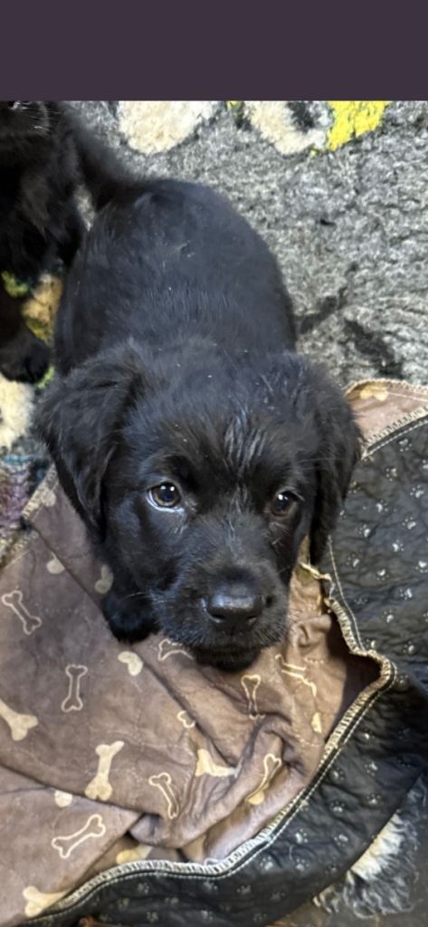 2 beautiful labradoodle puppies 