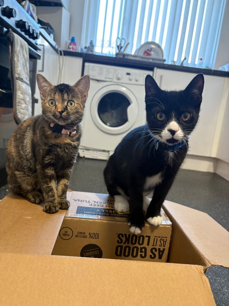 Male and female cat have to go together please read description 