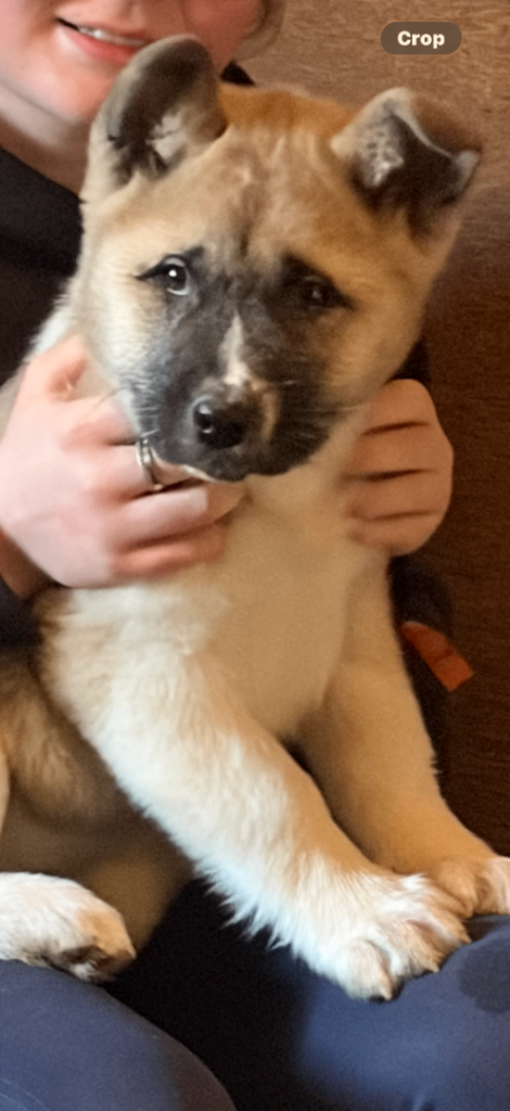 Beautiful Akita Puppy