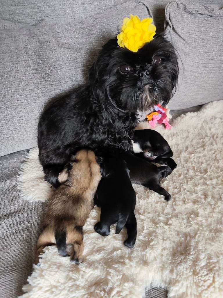 Gorgeous shih Tzu puppy's 
