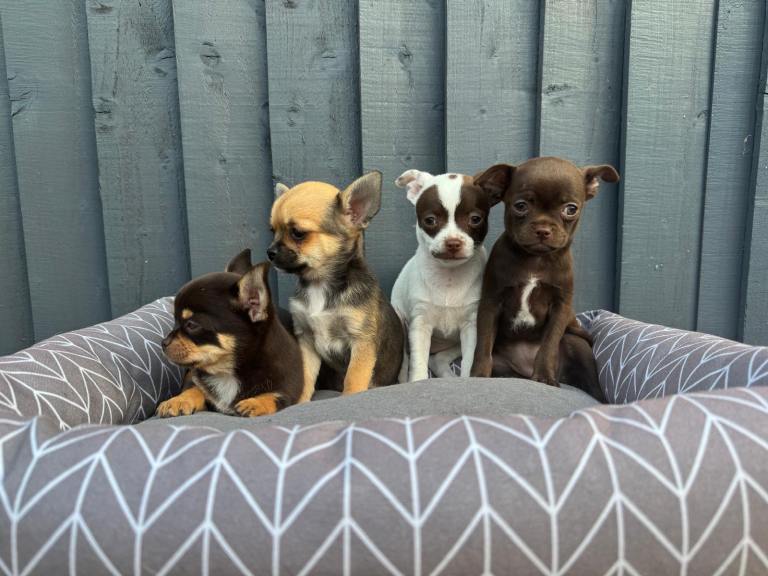 Beautiful chihuahua 