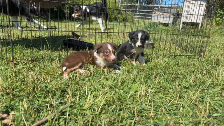 Beautiful border collies for sale 