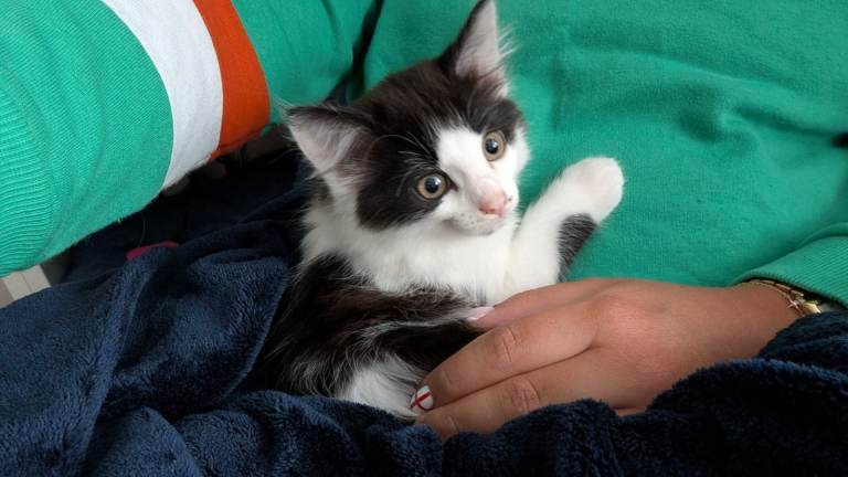 Black & White Cutest Kitten