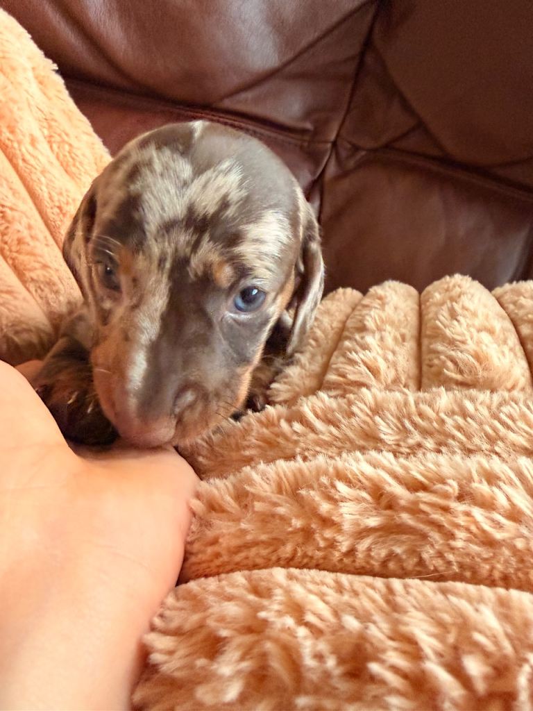 Miniature dachshund puppies