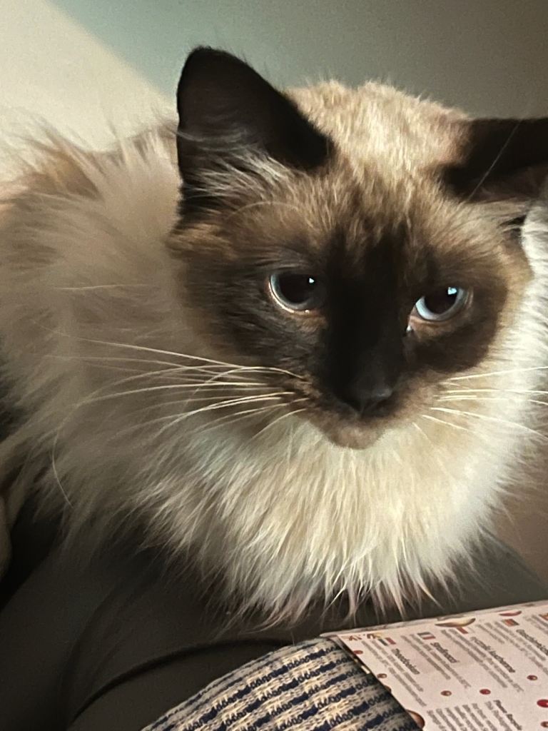 Beautiful Ragdoll Cat for Rehoming