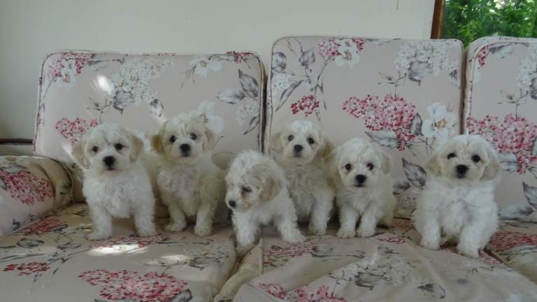 Beautiful Bichon Frise Puppies
