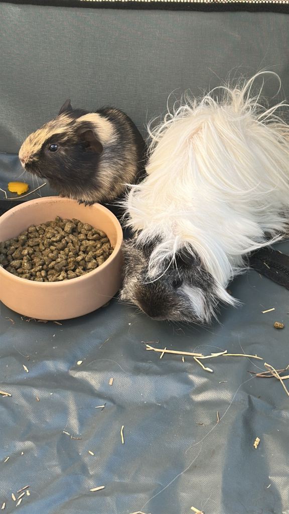 2 males in pair plus cage and accessories 
