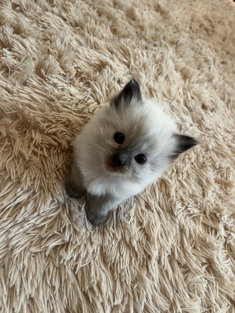 Adorable Blue Point Ragdoll Girl