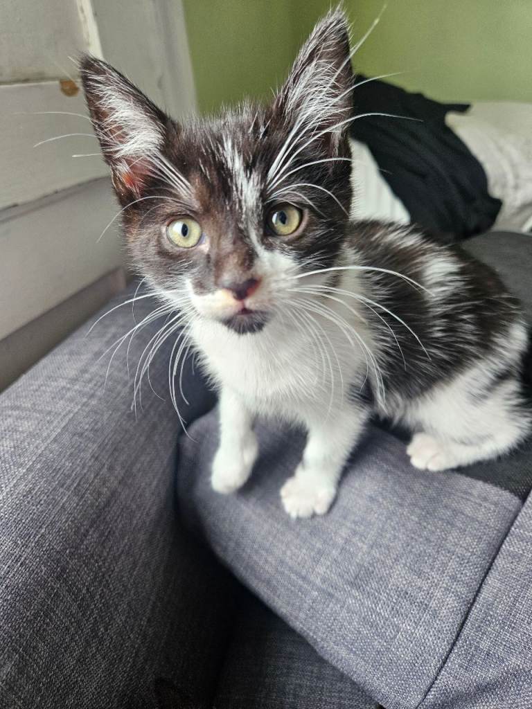 Maine coon cross kittens 9 weeks