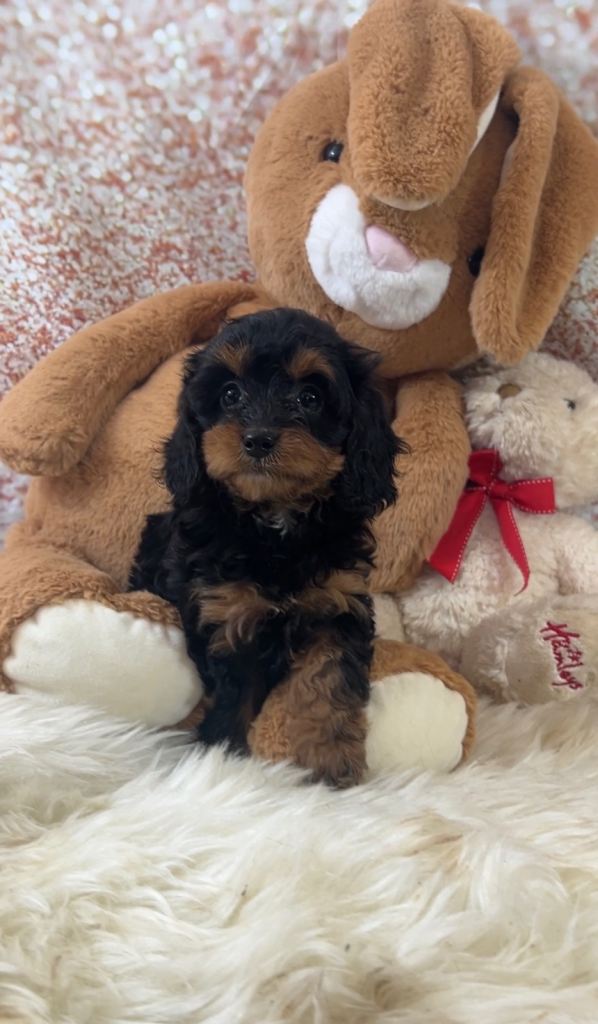 Stunning F1b cavapoo puppies