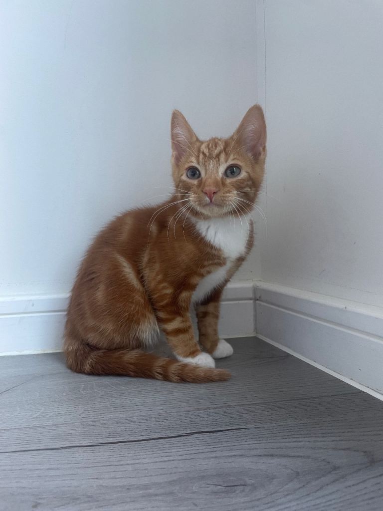 kittens for sale 