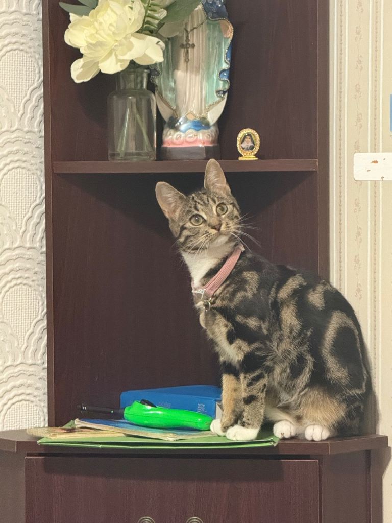 Female cat