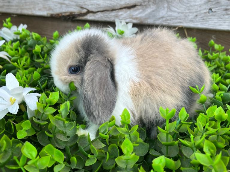 Pure mini lops 