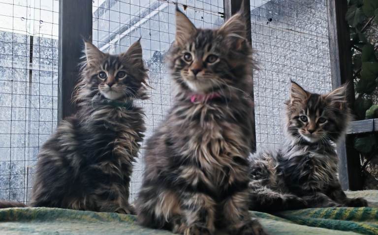 Beautiful Maine Coon kittens 