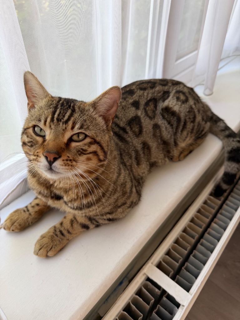 Bengal cat for rehome