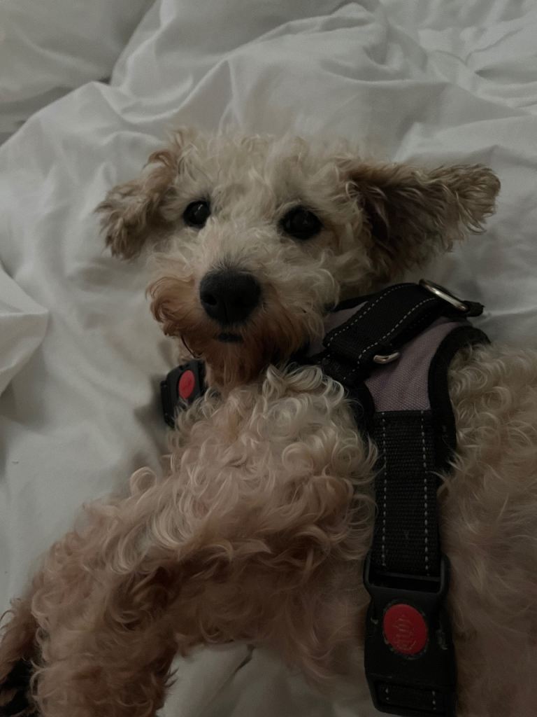 Bichon Frise x Jack Russell for sale