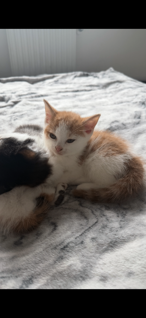 3 shorthair kittens 