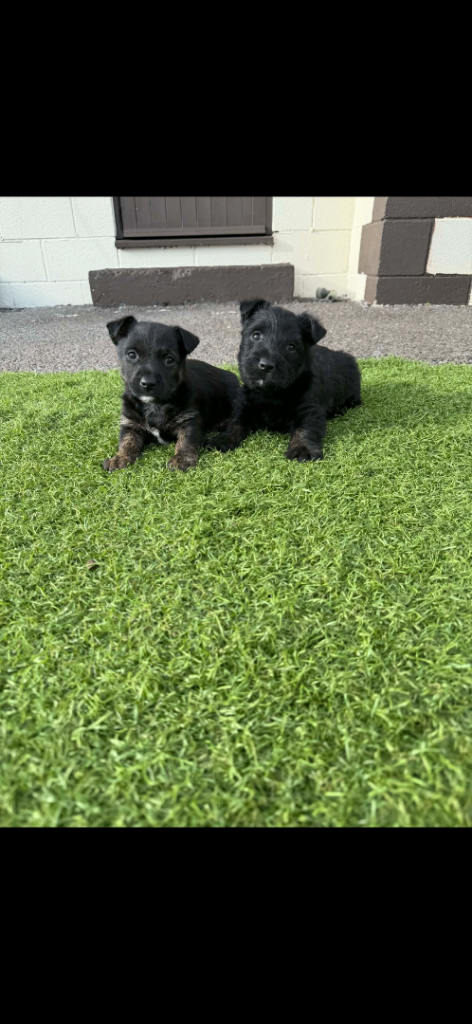 Scottish terrier 