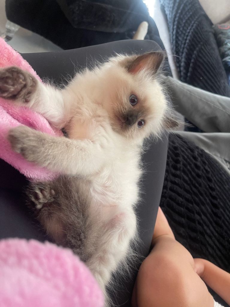 ❤️ ready now  colour point ragdoll kittens (purebread) ❤️