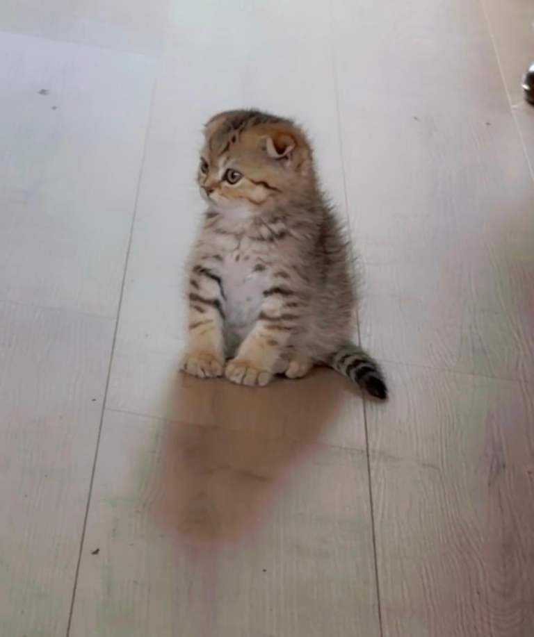Persian cat