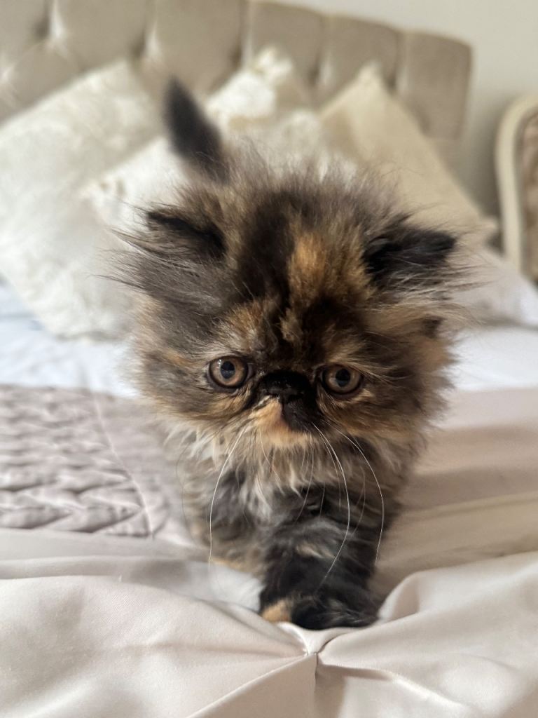 Persian 