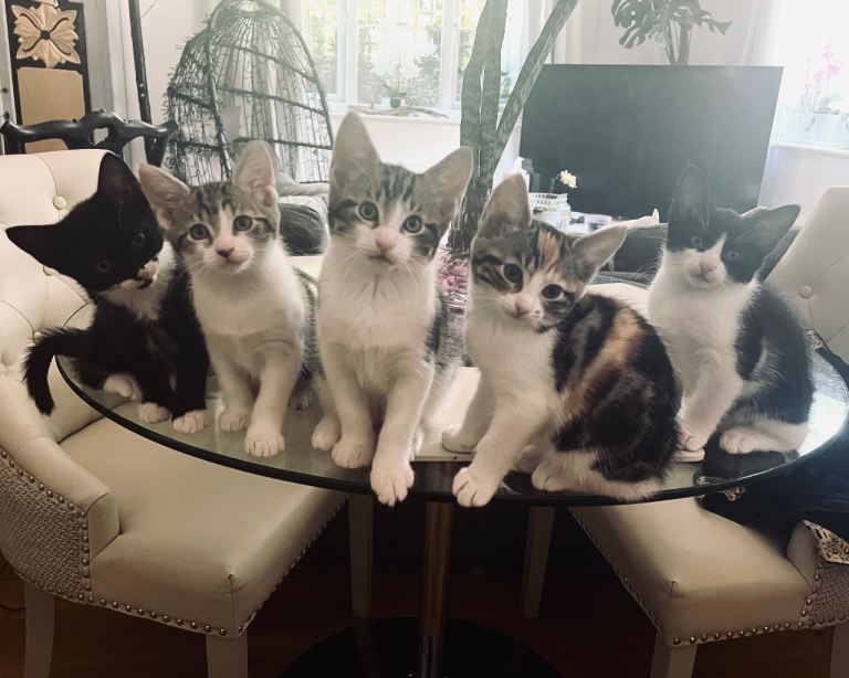 Kittens finished their nursery 