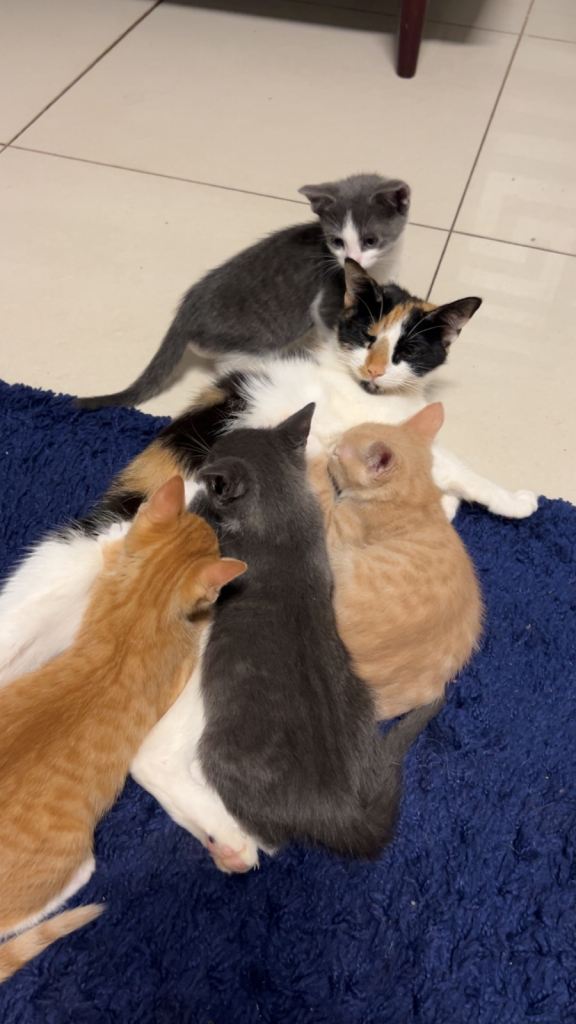 kittens for sale 