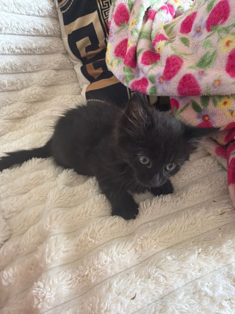 1 kitten left girl black 