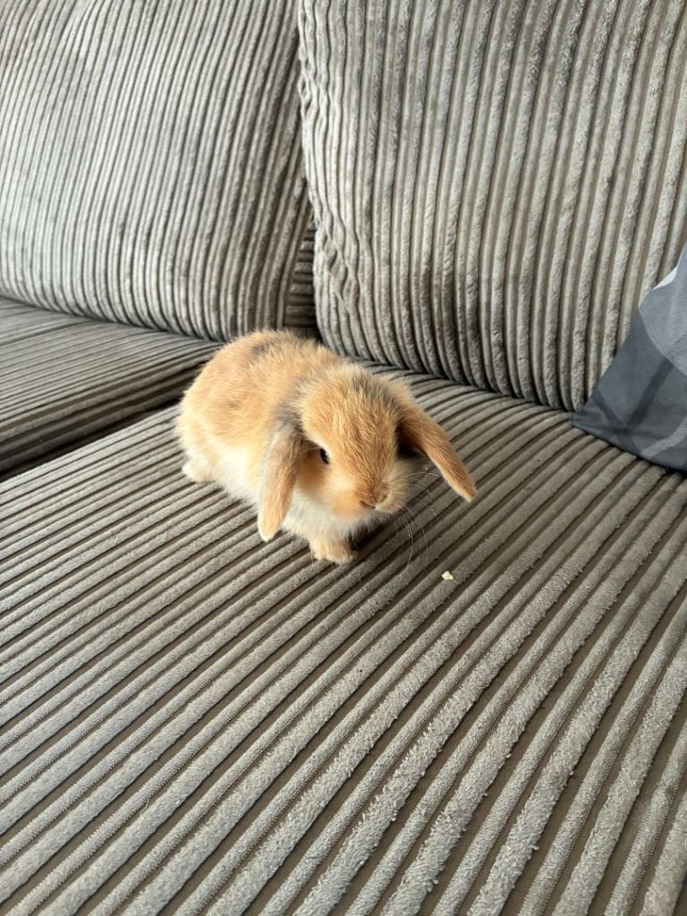 Mini lops 