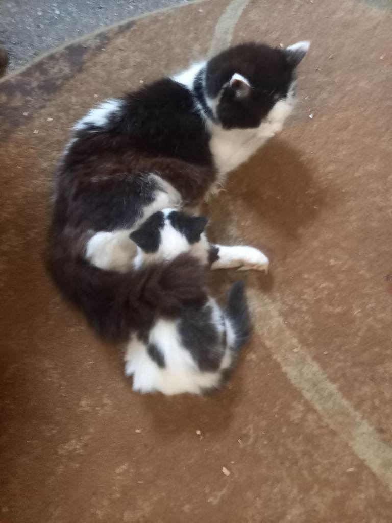 Black and white kitten's 
