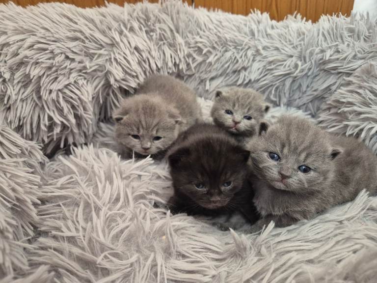 Beautifull british short hair kitten