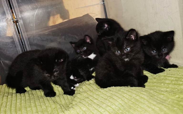 “Adorable 5 Whiskers Looking for a Home 🐱✨”