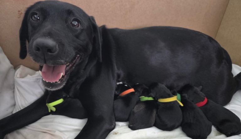 Siberian Retrievers-Labsky-Huskador Puppies For Sale 