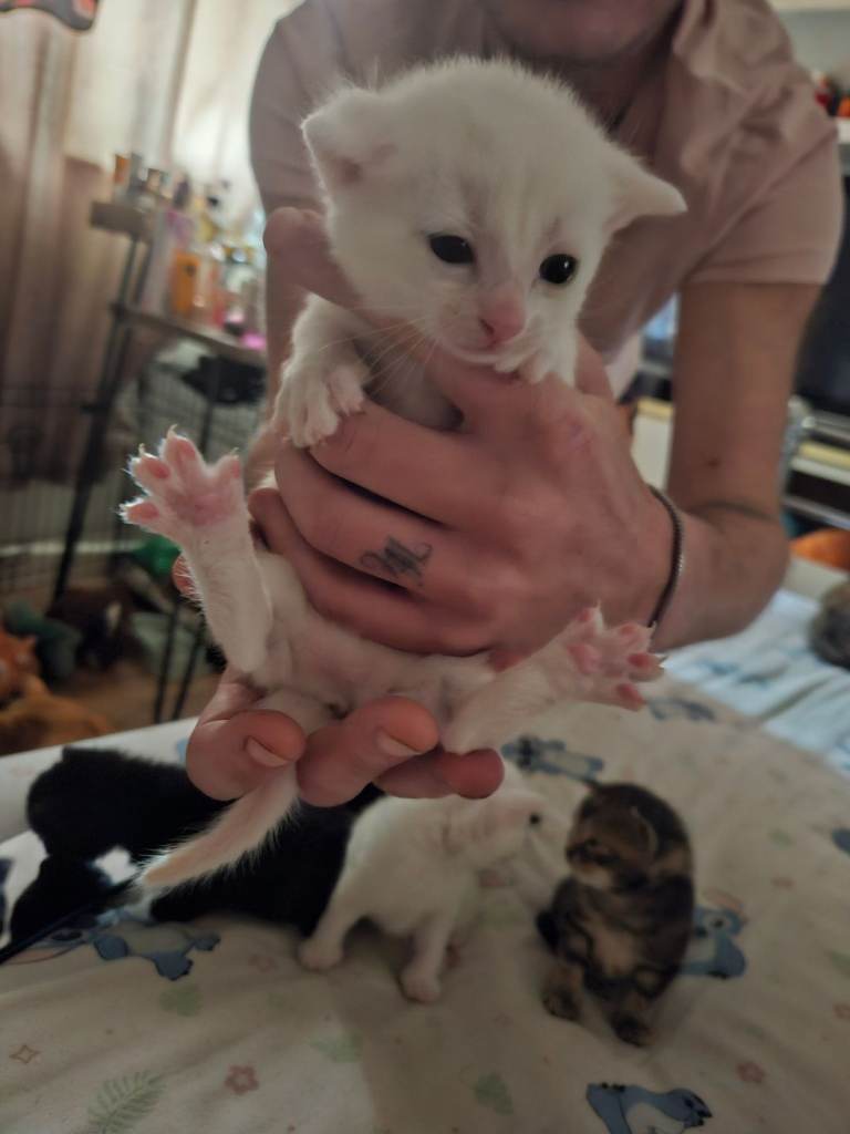 Kittens for rehoming 