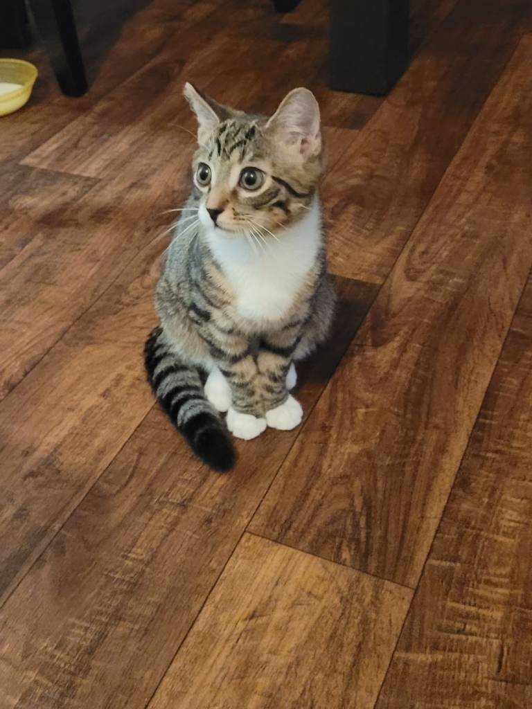 RESERVED UNTIL SATURDAY - Beautiful tabby cat for sale ready now