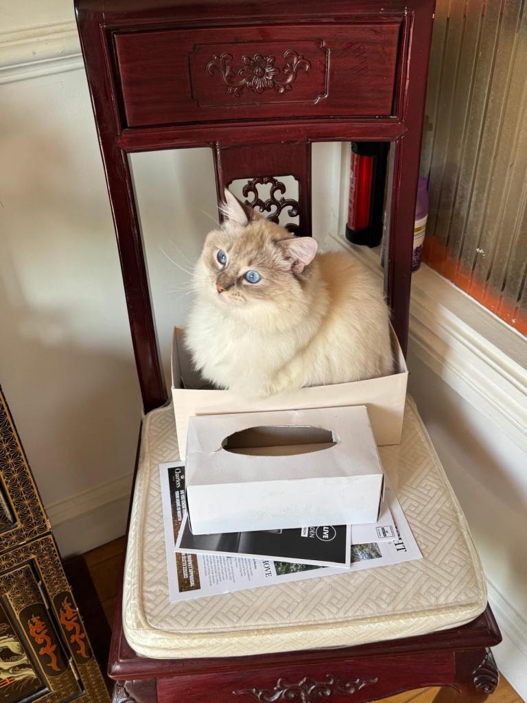 Long haired young male ragdoll, lilac point and mitted cat