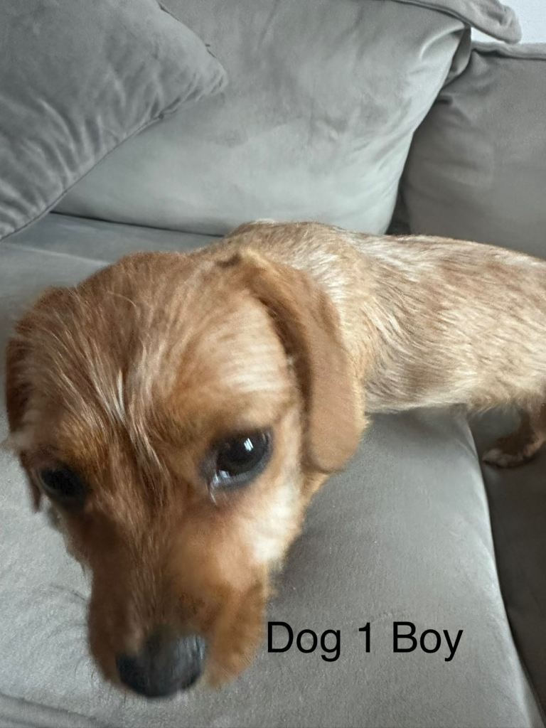  2 Cavajack puppies 13 weeks old