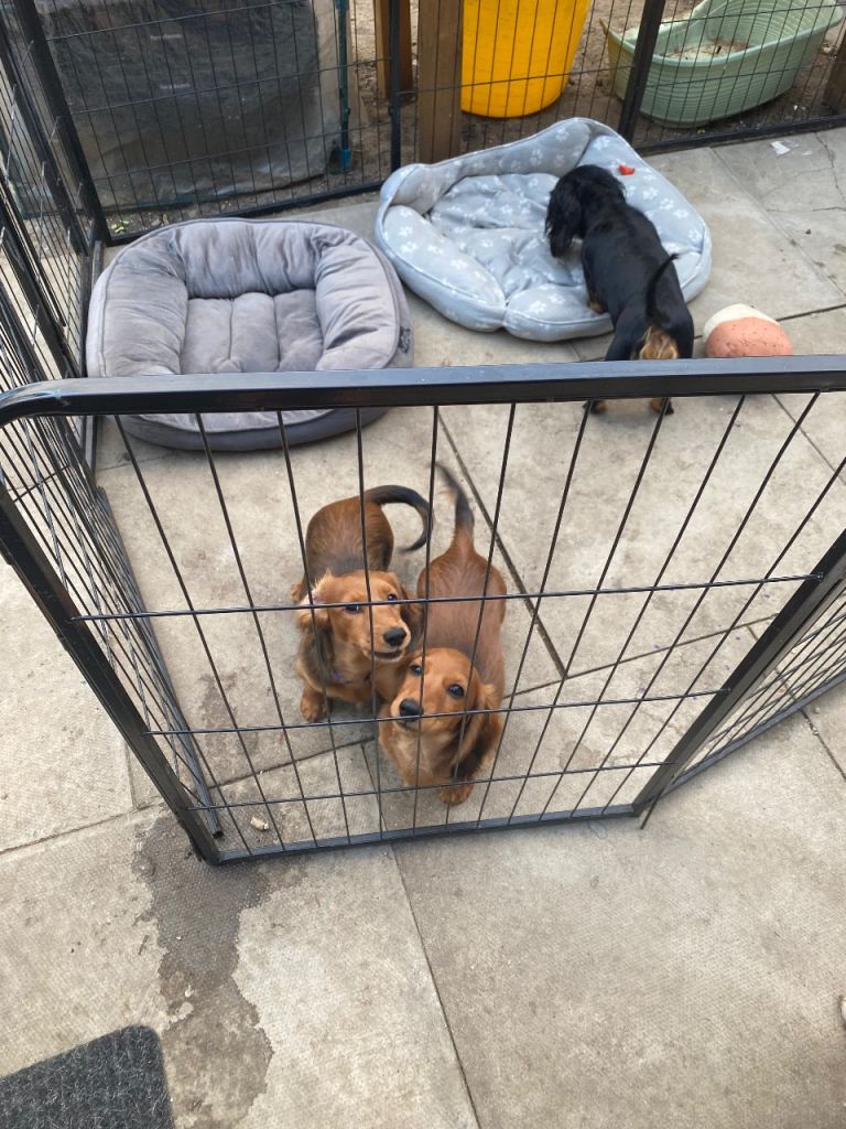 2x  Boy Miniature Longhaired Dachshund