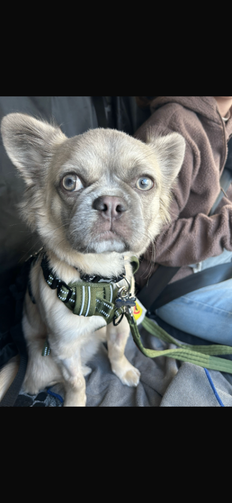 French Bulldog 11 months 