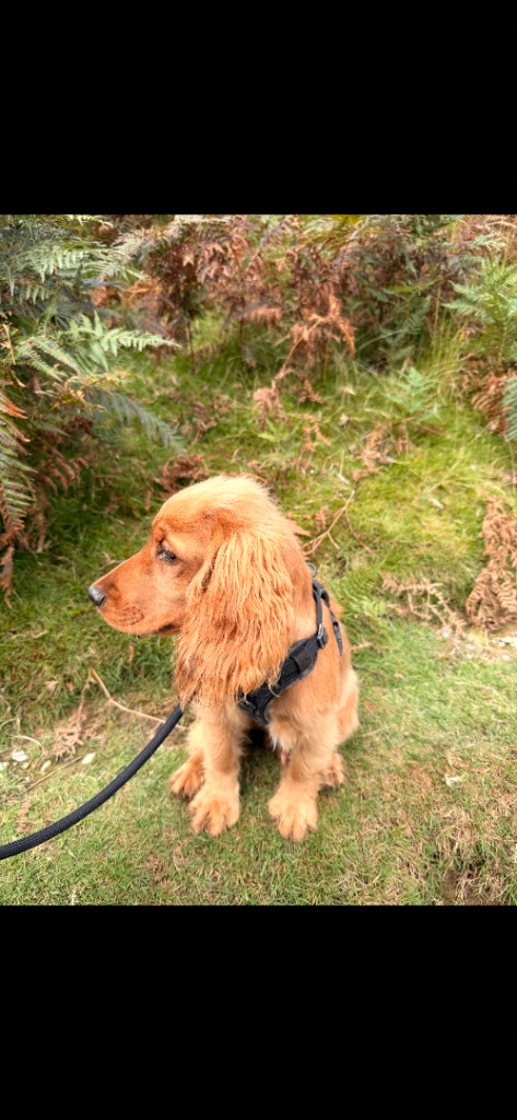 Cocker Spaniel Puppy, 5 Months Old, Crate Trained and Good with Kids