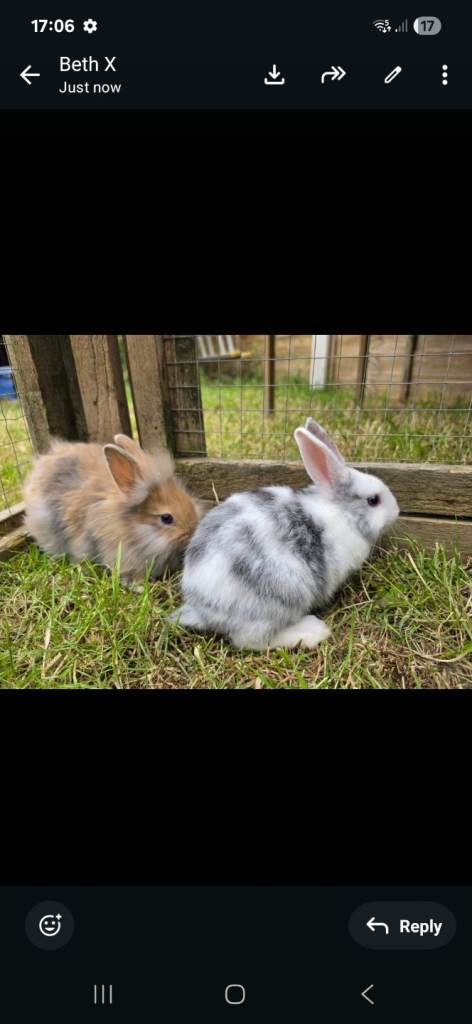 Beautiful fluffy bunnies 