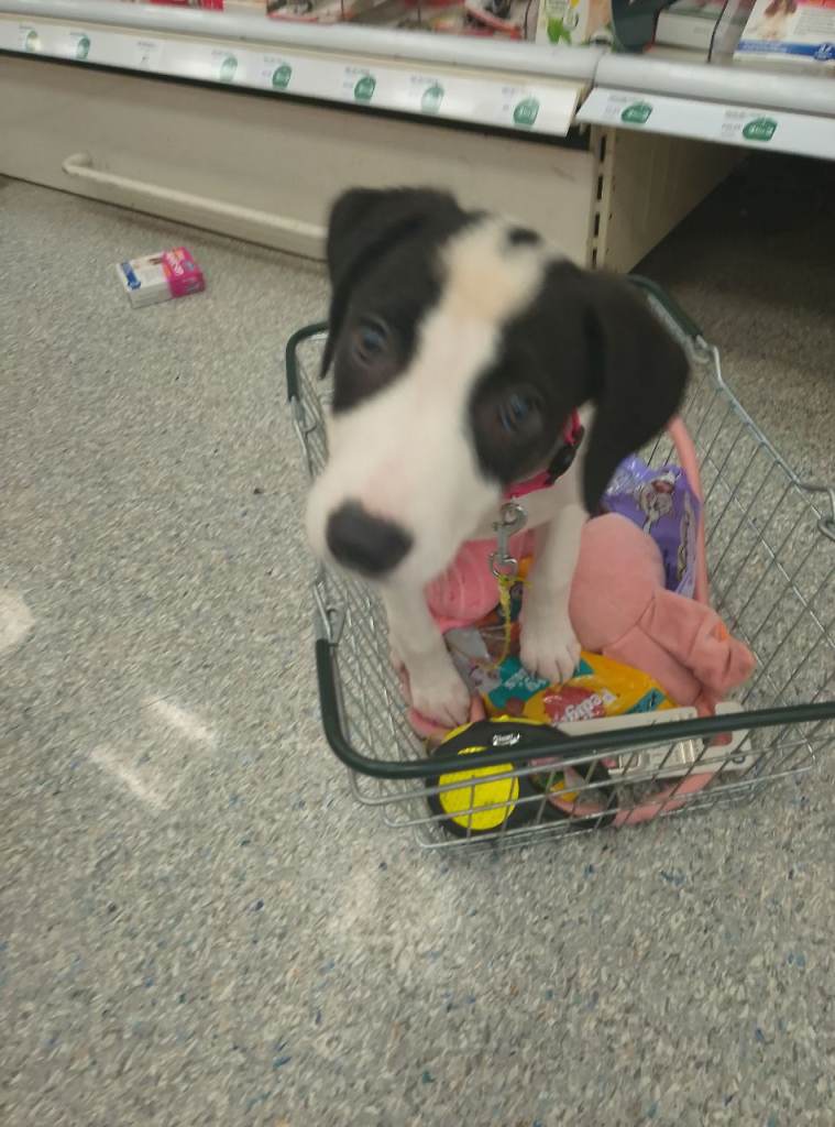 Greyhound for sale