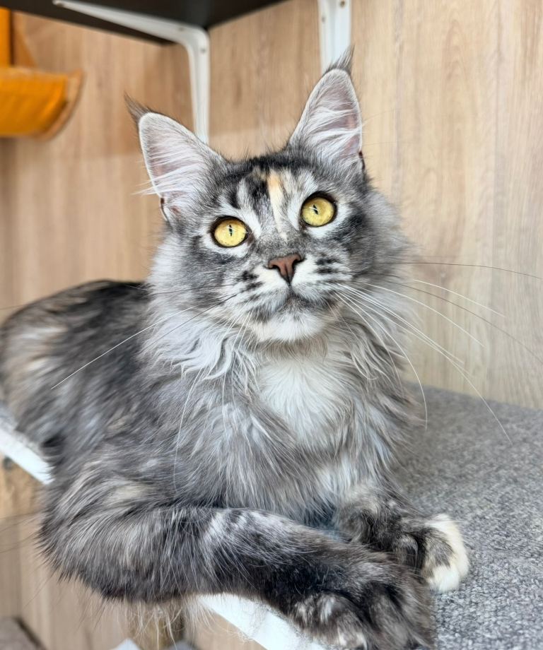 TICA registered beautiful Maine coon girl looking for new home READY TO GO
